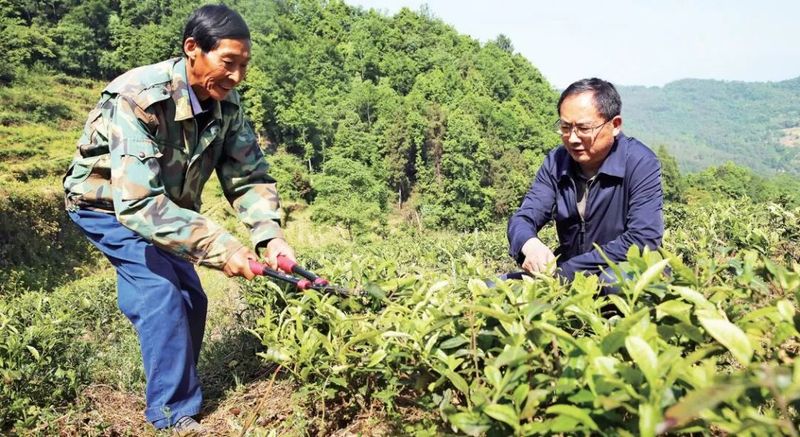 关于青青之川白茶生 一芽一叶续深情的相关内容(3)