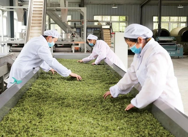 关于青青之川白茶生 一芽一叶续深情的相关内容(5)