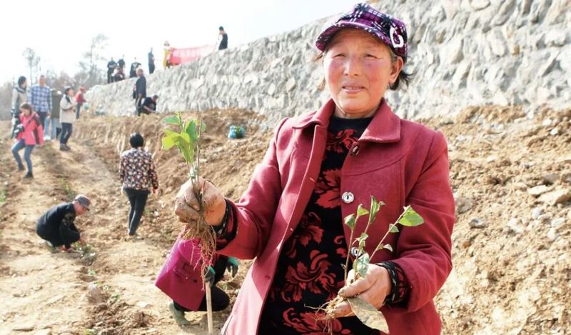 关于青青之川白茶生 一芽一叶续深情的相关内容(2)