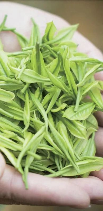 关于青青之川白茶生 一芽一叶续深情的相关内容(4)