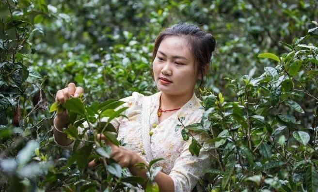 有关于云南景迈山茶农赶采春尾茶的最新消息
