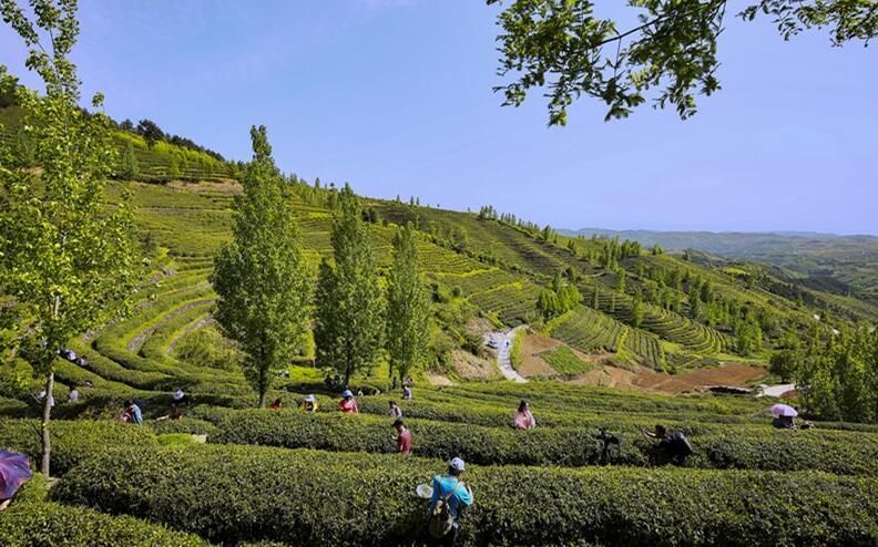 有关于“茶青交易指数”“蒙顶山茶行业标准”“湖北首个生态茶质检中心”的相关内容(2)