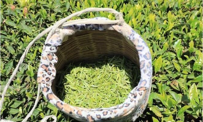 有关于“茶青交易指数”“蒙顶山茶行业标准”“湖北首个生态茶质检中心”的相关内容(5)