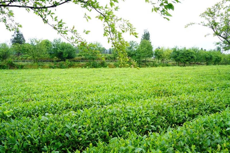 有关于5月17日！全省双手采茶比赛将在湄潭这里举行的消息(2)