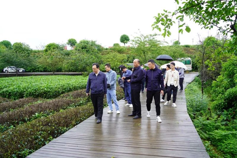 有关于5月17日！全省双手采茶比赛将在湄潭这里举行的消息