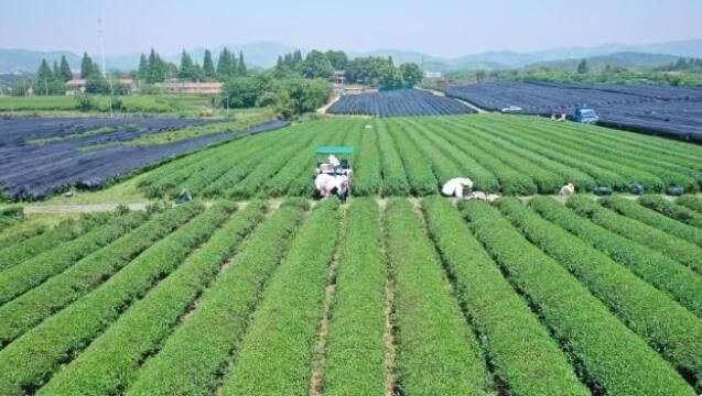 有关于第一台乘用型采茶机探索余杭未来农业“双强”之路的最新消息(2)