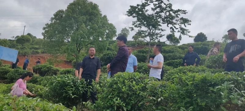 有关于王迎斌率队实地调研茶产业发展的信息