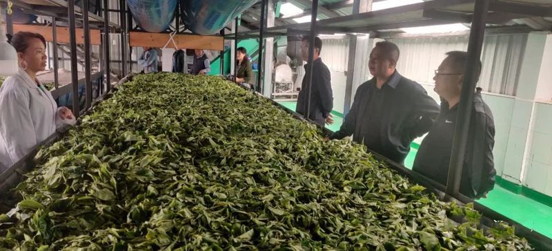 有关于王迎斌率队实地调研茶产业发展的信息(2)