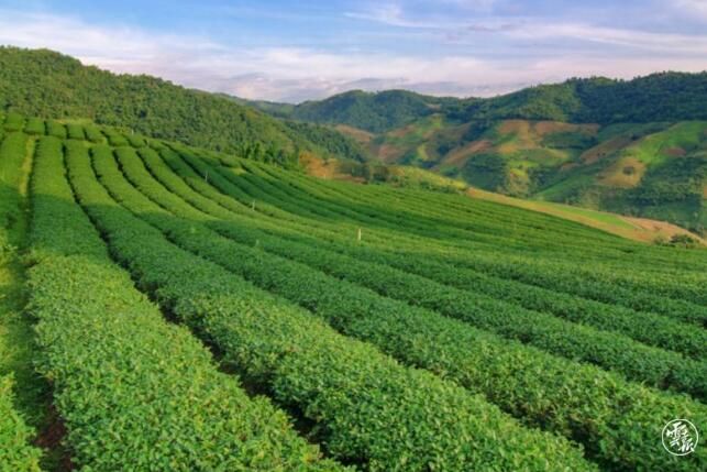 有关于从小众茶到大产业 京东京造助力凤庆滇红茶走向全国的消息