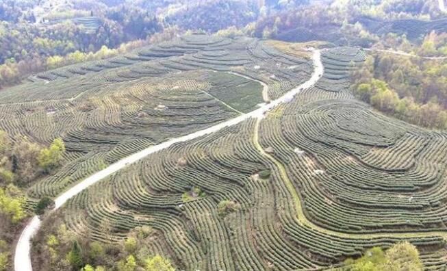 有关于大方县雨冲乡:茶旅融合闯新路的内容(1)