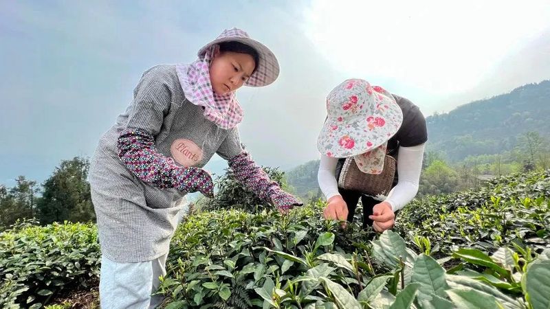 有关于春茶专题① 2022年春茶生产市场要闻（1）的资讯(3)