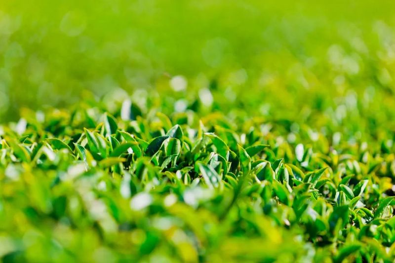 有关于春茶专题① 2022年春茶生产市场要闻（1）的资讯