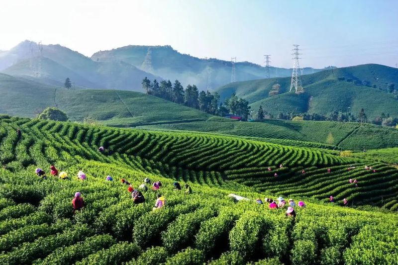 关于一脉茶香生深情——浙江白茶苗扎根黔湘川山村增收脱贫记的相关内容(3)