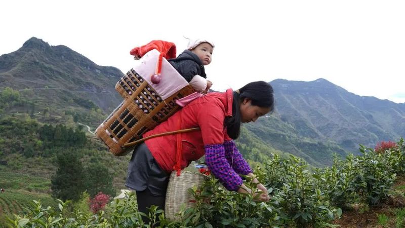 关于一脉茶香生深情——浙江白茶苗扎根黔湘川山村增收脱贫记的相关内容