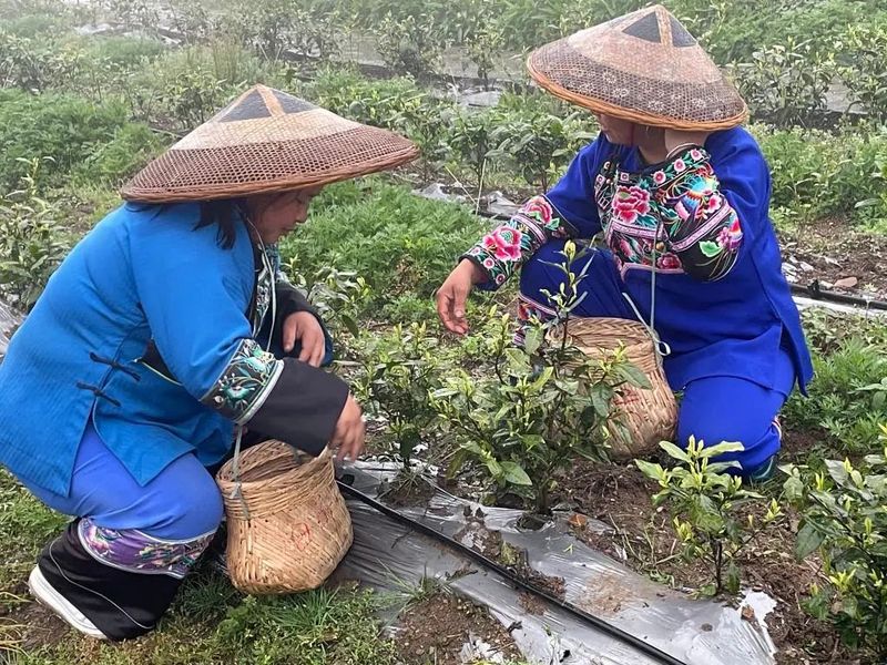 关于一脉茶香生深情——浙江白茶苗扎根黔湘川山村增收脱贫记的相关内容(2)