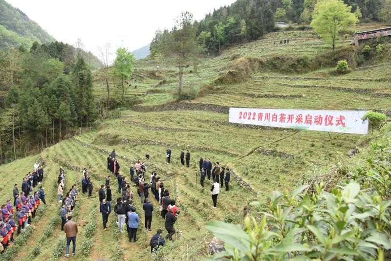 关于一脉茶香生深情——浙江白茶苗扎根黔湘川山村增收脱贫记的相关内容(1)