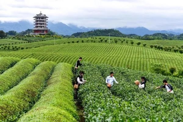 有关于“五四”青年节:青春执教 “茶”上闪光的新闻