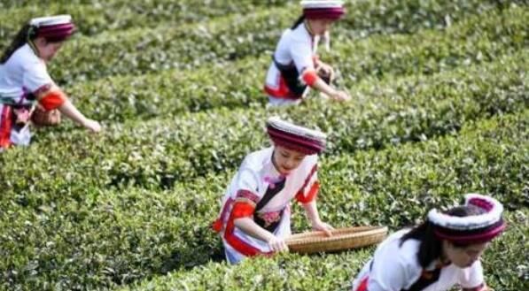 关于贺龙故里白茶飘香 一片茶叶带富一方乡亲的相关信息