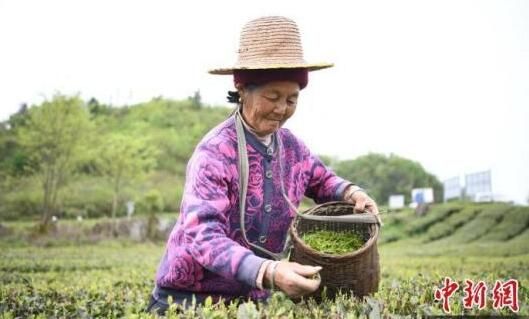 关于贺龙故里白茶飘香 一片茶叶带富一方乡亲的相关信息(2)