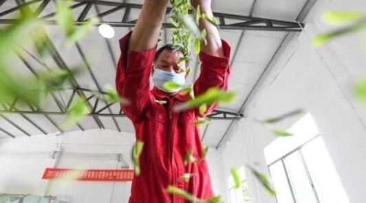 关于贺龙故里白茶飘香 一片茶叶带富一方乡亲的相关信息(1)