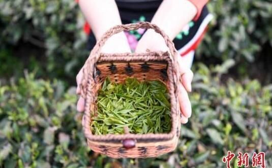 关于贺龙故里白茶飘香 一片茶叶带富一方乡亲的相关信息(3)