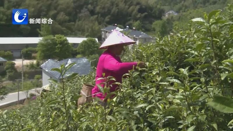 关于广德五合村:绘就茶旅融合新画卷的相关内容