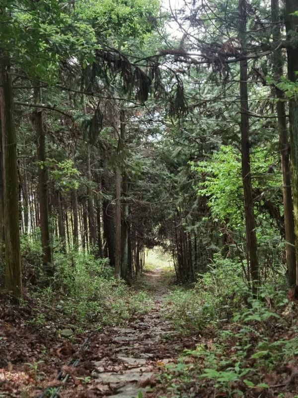 关于政和县检察院召开保护茶盐古道公益诉讼诉前圆桌会议的内容(4)