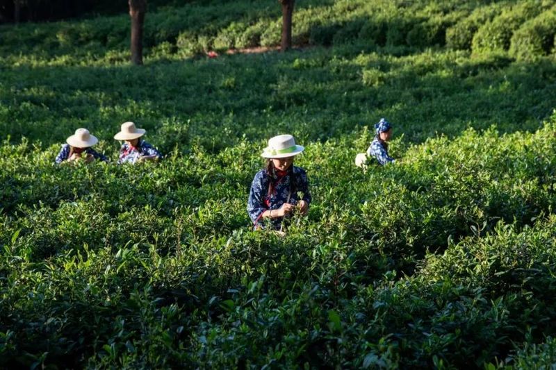有关于第八届庐山问茶会濂溪区茶协创佳绩!的新闻(5)