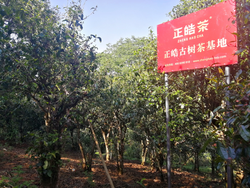 关于正皓的消息(7)