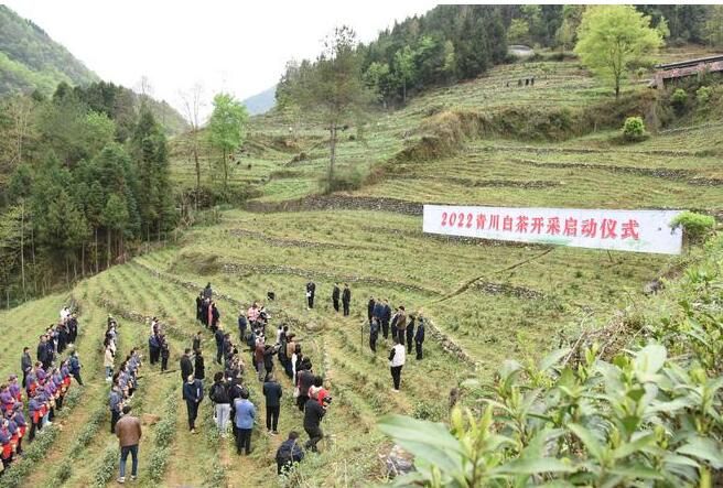 有关于习近平总书记关切事一脉茶香生深情的最新消息(1)