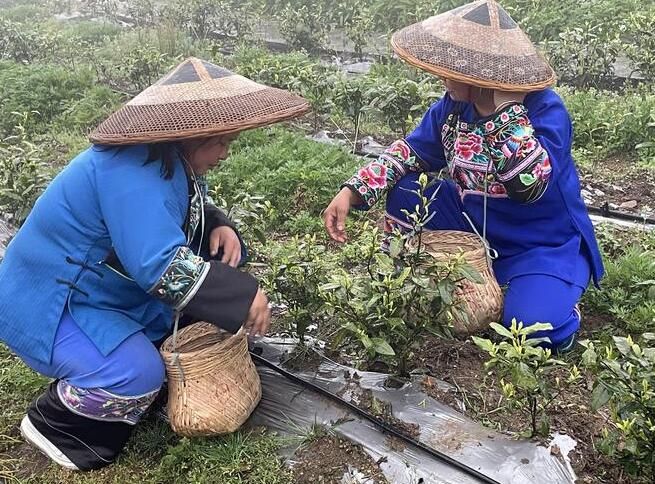 有关于习近平总书记关切事一脉茶香生深情的最新消息(2)