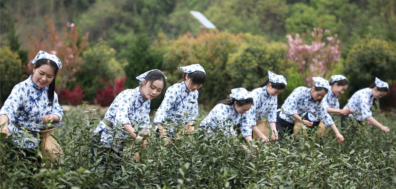 关于“生态茶+文旅康养” 实现“一叶”到“一业”——商南县打通生态产品价值实现路径的实践探索的资讯(7)
