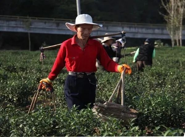 关于“生态茶+文旅康养” 实现“一叶”到“一业”——商南县打通生态产品价值实现路径的实践探索的资讯(10)