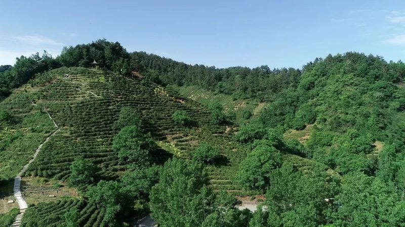 关于“生态茶+文旅康养” 实现“一叶”到“一业”——商南县打通生态产品价值实现路径的实践探索的资讯(9)