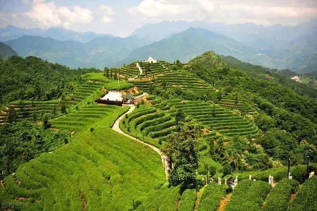 关于“生态茶+文旅康养” 实现“一叶”到“一业”——商南县打通生态产品价值实现路径的实践探索的资讯(4)