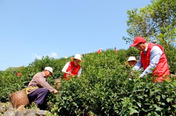 有关于徽州区：统筹茶季生产和疫情防控 促进茶产业平稳发展的相关内容