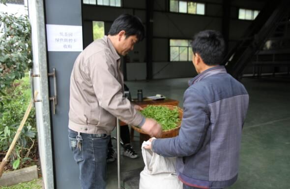 有关于徽州区：统筹茶季生产和疫情防控 促进茶产业平稳发展的相关内容(1)
