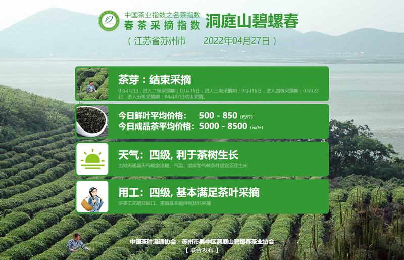 有关于春茶采摘指数:4月27日 武夷岩茶 水仙进入中开面的资讯(7)