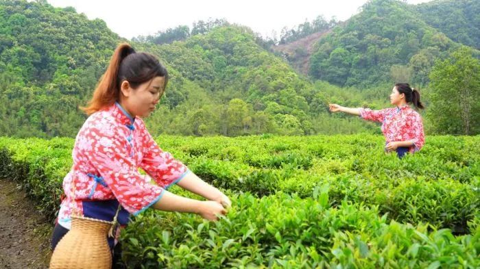有关于大美边疆·劳动者,因地制宜谋发展 梧州瑶寨“以茶兴村”的消息(2)