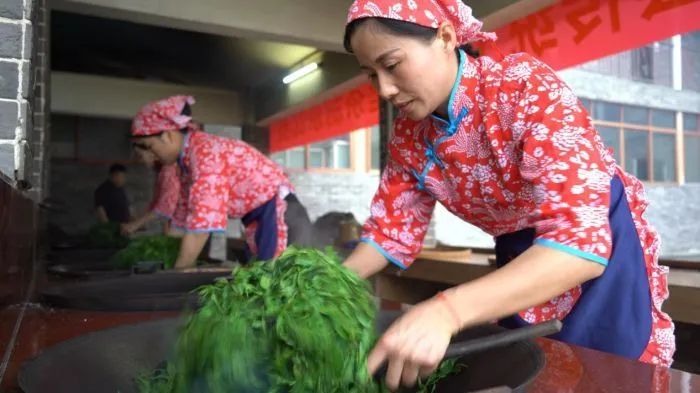 有关于大美边疆·劳动者,因地制宜谋发展 梧州瑶寨“以茶兴村”的消息(3)