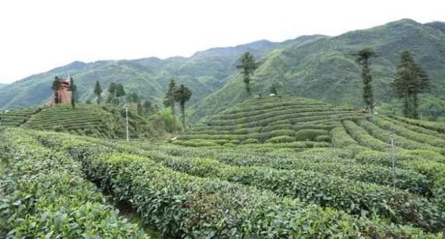 有关于爱茶人的春天，怎么能错过镇巴的相关内容(1)