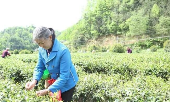 有关于爱茶人的春天，怎么能错过镇巴的相关内容(3)