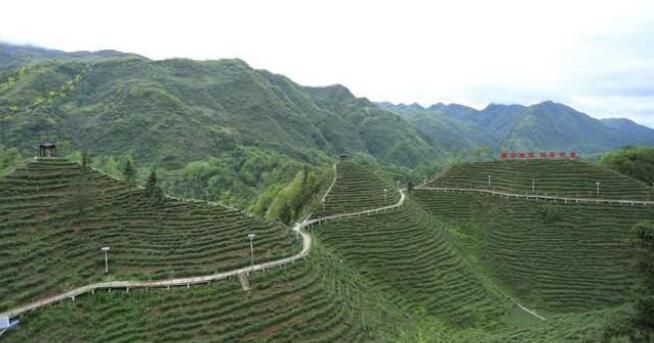 有关于爱茶人的春天，怎么能错过镇巴的相关内容(4)