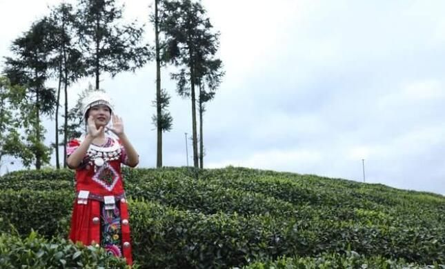 有关于爱茶人的春天，怎么能错过镇巴的相关内容
