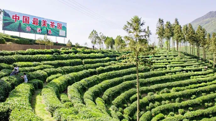 关于陕西镇巴：观云海 品香茗 遇见陕茶遇见你的信息(4)