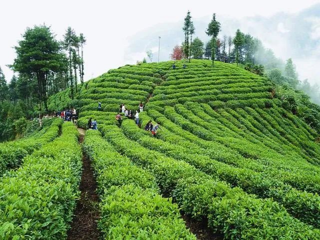 关于陕西镇巴：观云海 品香茗 遇见陕茶遇见你的信息(3)