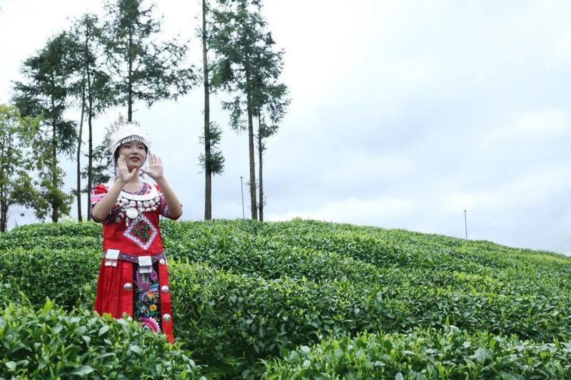 关于陕西镇巴：观云海 品香茗 遇见陕茶遇见你的信息