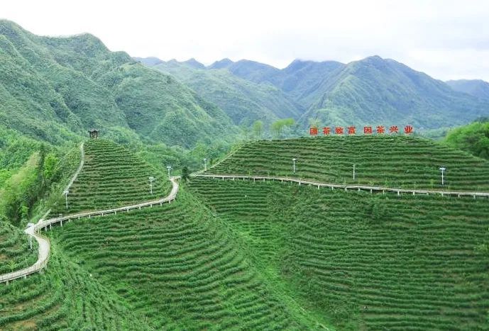 关于陕西镇巴：观云海 品香茗 遇见陕茶遇见你的信息(5)