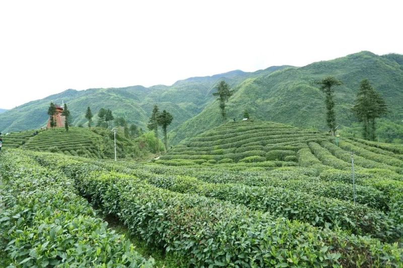 关于陕西镇巴：观云海 品香茗 遇见陕茶遇见你的信息(1)