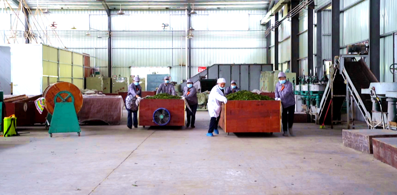 有关于致敬劳动者，湄潭黄仕伟：返乡创业，与茶结缘的相关信息